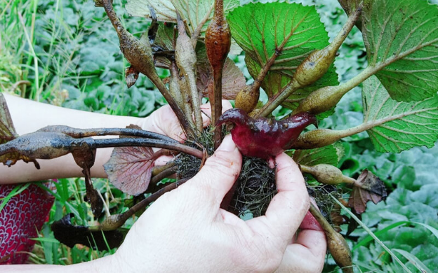 Củ ấu, còn gọi là ấu trụi, ấu nước, lãng thực... Là món ăn tuổi thơ quen thuộc của nhiều người. Cây ấu thuộc loại cây thủy sinh, sống dưới nước, thân cây ngắn có lông, có hoa màu trắng, mọc đơn lẻ ở kẽ lá. Quả thường gọi củ ấu có hai sừng, đầu sừng có hình mũi tên và sừng của củ ấu do các lá đài phát triển thành.