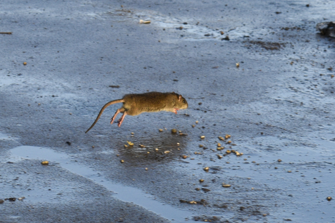 Chuột ở đường phố Paris, Pháp, hồi tháng 1. Ảnh: AFP