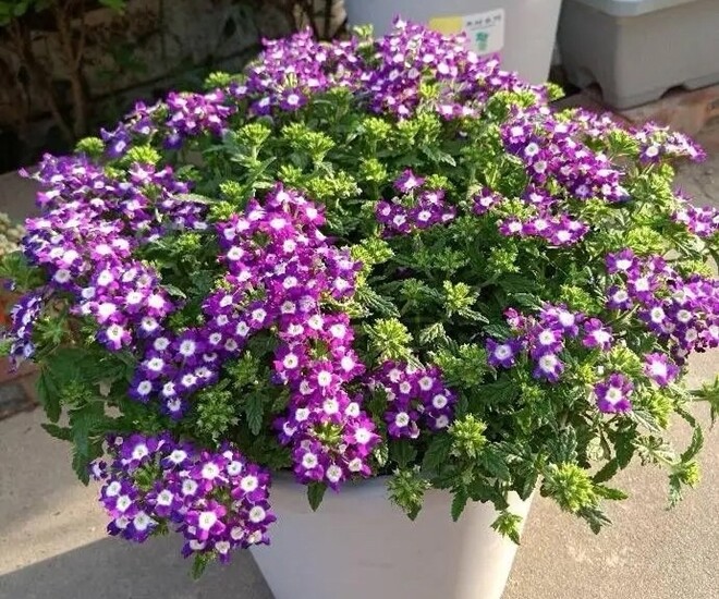 3 loại hoa nở liên tục vào mùa hè, vừa đẹp lại dễ chăm, trồng một chậu ở ban công sẽ biến thành biển hoa - 1