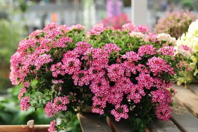 3 loại hoa nở liên tục vào mùa hè, vừa đẹp lại dễ chăm, trồng một chậu ở ban công sẽ biến thành biển hoa - 2