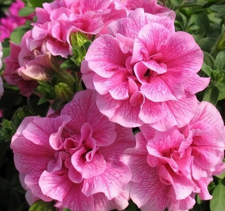 3 loại hoa nở liên tục vào mùa hè, vừa đẹp lại dễ chăm, trồng một chậu ở ban công sẽ biến thành biển hoa - 3