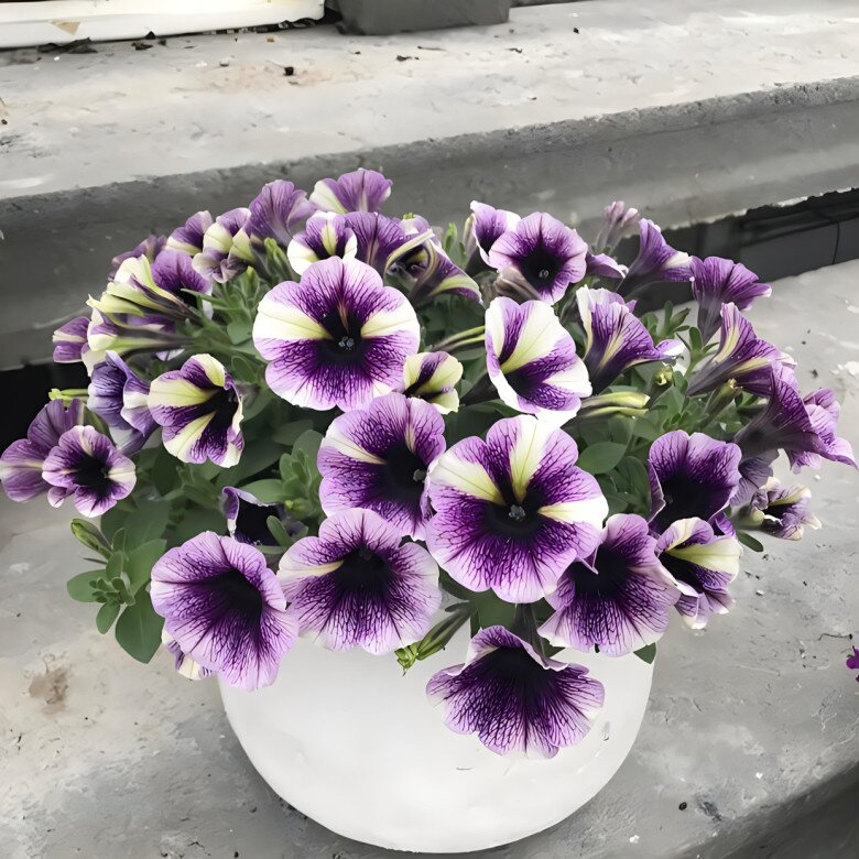 3 loại hoa nở liên tục vào mùa hè, vừa đẹp lại dễ chăm, trồng một chậu ở ban công sẽ biến thành biển hoa - 4