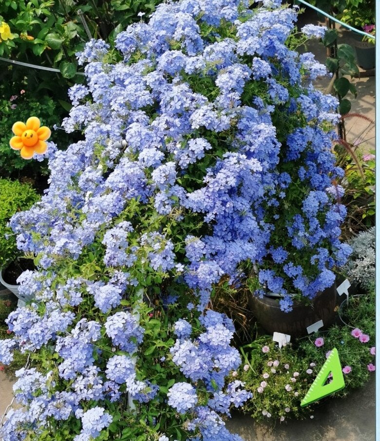 3 loại hoa nở liên tục vào mùa hè, vừa đẹp lại dễ chăm, trồng một chậu ở ban công sẽ biến thành biển hoa - 5