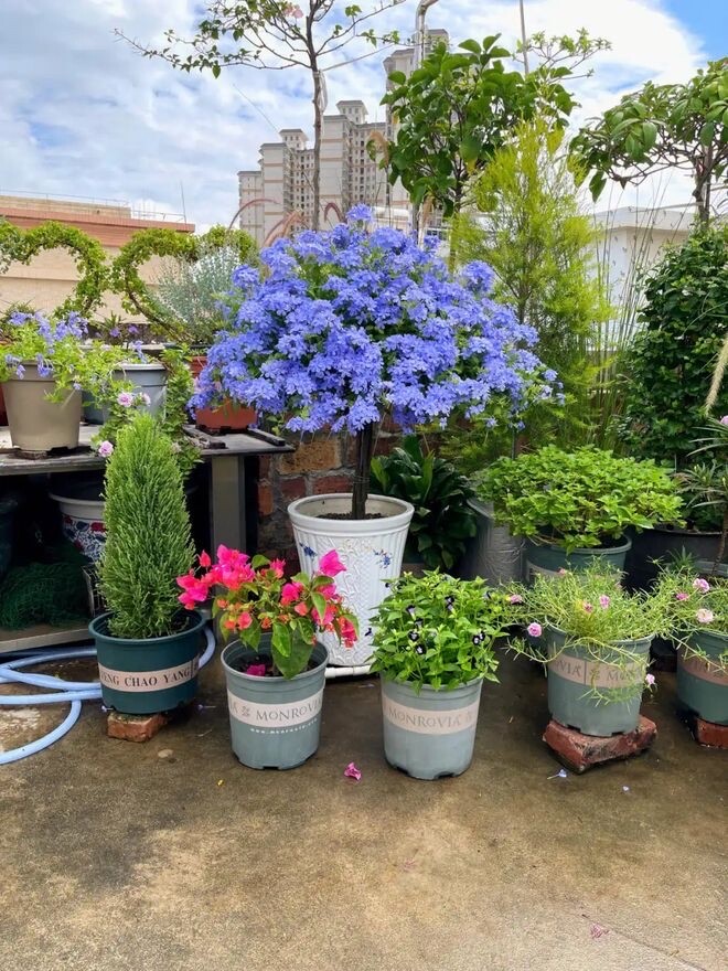 3 loại hoa nở liên tục vào mùa hè, vừa đẹp lại dễ chăm, trồng một chậu ở ban công sẽ biến thành biển hoa - 6