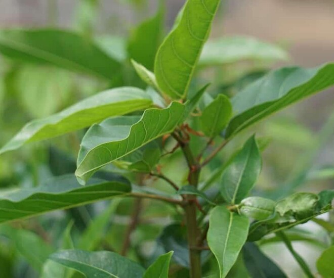 Loại lá mọc bờ rào xưa không ai ngó ngàng, nay thành món đặc sản được ưa chuộng ở thành phố, tốt cho sức khỏe - 1