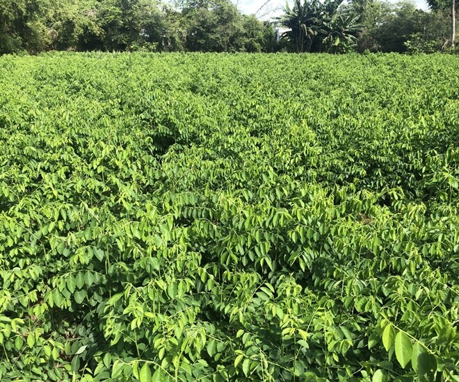 Loại rau này giàu canxi hơn sữa, giàu sắt gấp 7 lần thịt bò, cắm cành vào đất liền bén rễ, 2 tháng cho thu hoạch - 1