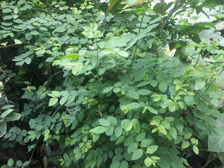 Loại rau này giàu canxi hơn sữa, giàu sắt gấp 7 lần thịt bò, cắm cành vào đất liền bén rễ, 2 tháng cho thu hoạch - 3