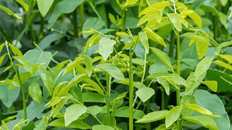 Loại rau này giàu canxi hơn sữa, giàu sắt gấp 7 lần thịt bò, cắm cành vào đất liền bén rễ, 2 tháng cho thu hoạch - 4