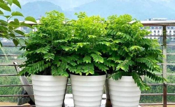 Loại rau này giàu canxi hơn sữa, giàu sắt gấp 7 lần thịt bò, cắm cành vào đất liền bén rễ, 2 tháng cho thu hoạch - 5