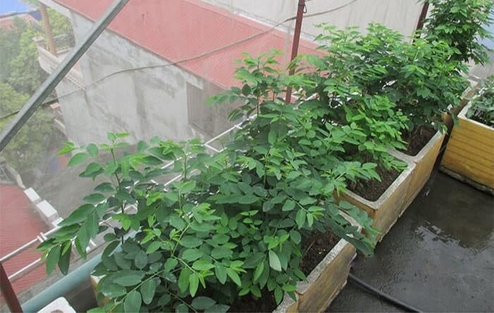 Loại rau này giàu canxi hơn sữa, giàu sắt gấp 7 lần thịt bò, cắm cành vào đất liền bén rễ, 2 tháng cho thu hoạch - 6