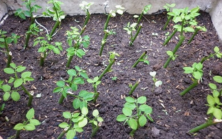 Loại rau này giàu canxi hơn sữa, giàu sắt gấp 7 lần thịt bò, cắm cành vào đất liền bén rễ, 2 tháng cho thu hoạch - 7