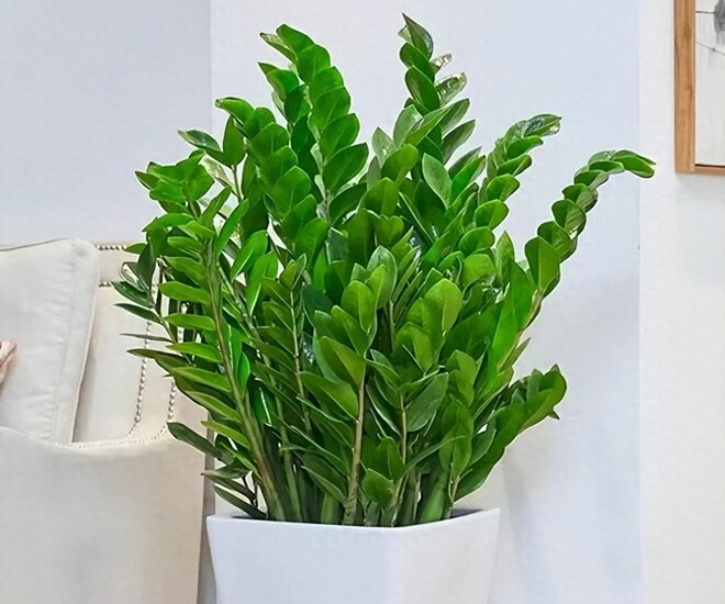 Đặt cây kim tiền ở vị trí này trong nhà sẽ mang lại vận may tốt nhất, 99% mọi người không biết - 1