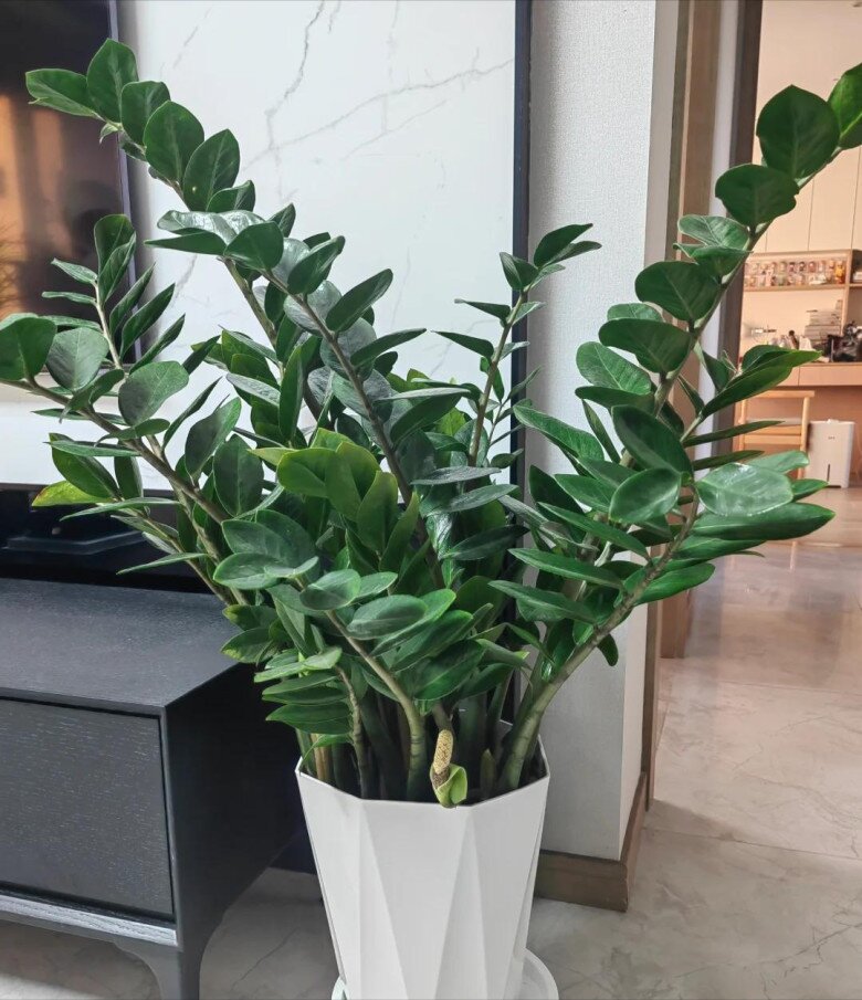 Đặt cây kim tiền ở vị trí này trong nhà sẽ mang lại vận may tốt nhất, 99% mọi người không biết - 2