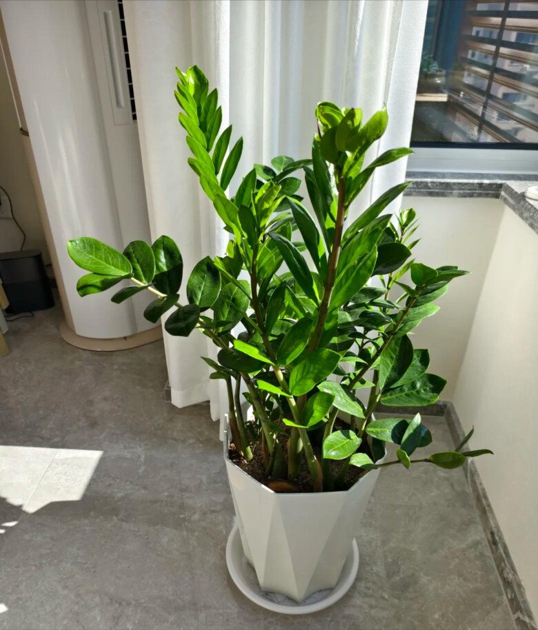 Đặt cây kim tiền ở vị trí này trong nhà sẽ mang lại vận may tốt nhất, 99% mọi người không biết - 3