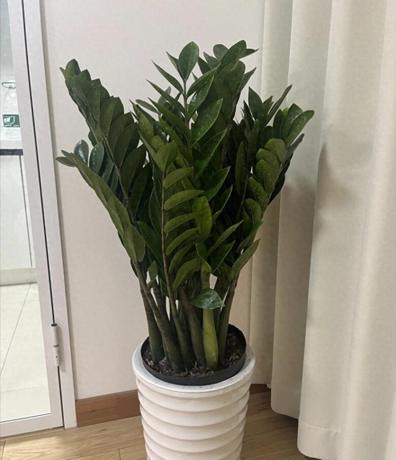 Đặt cây kim tiền ở vị trí này trong nhà sẽ mang lại vận may tốt nhất, 99% mọi người không biết - 5