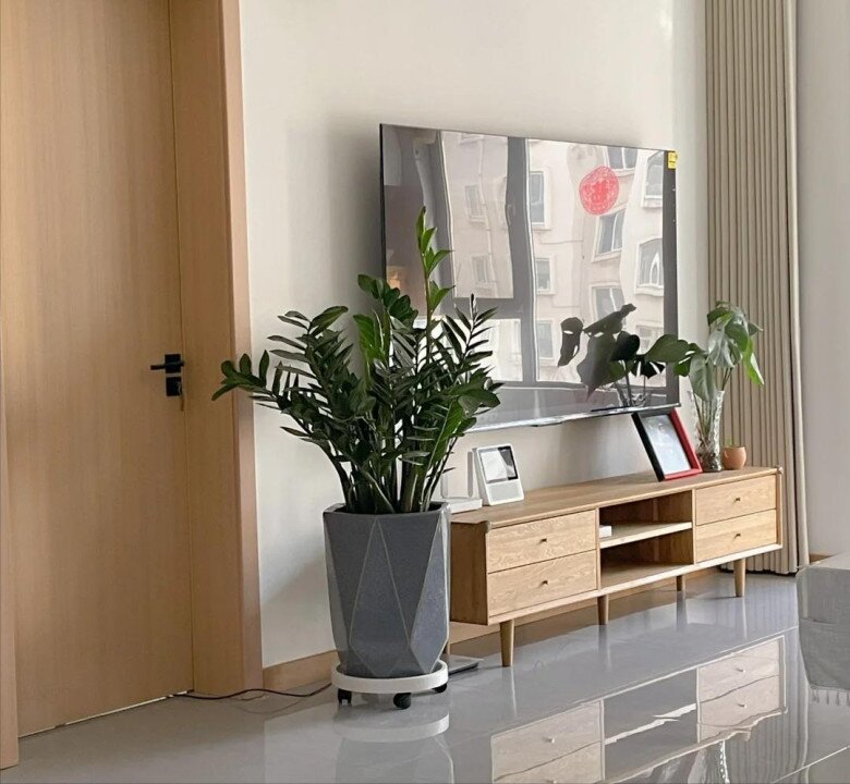 Đặt cây kim tiền ở vị trí này trong nhà sẽ mang lại vận may tốt nhất, 99% mọi người không biết - 6