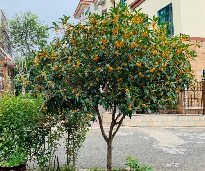 Sân không có cây, không phúc không lộc! Trồng 5 loại cây này, con cháu ngày càng phát đạt - 1