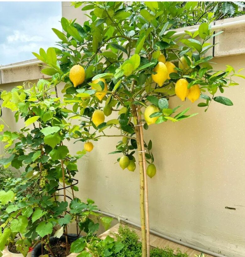 Sân không có cây, không phúc không lộc! Trồng 5 loại cây này, con cháu ngày càng phát đạt - 3