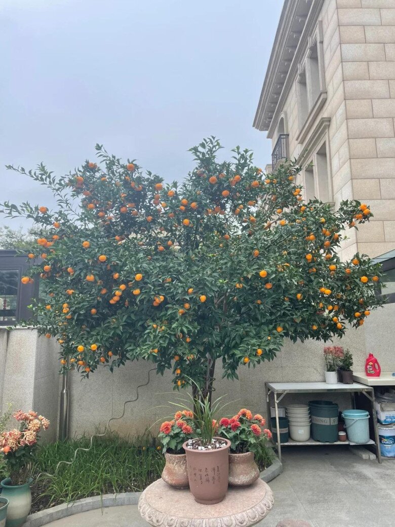 Sân không có cây, không phúc không lộc! Trồng 5 loại cây này, con cháu ngày càng phát đạt - 4