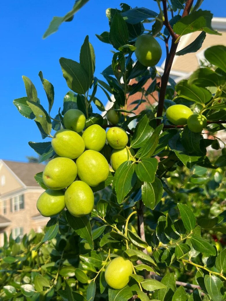 Sân không có cây, không phúc không lộc! Trồng 5 loại cây này, con cháu ngày càng phát đạt - 5