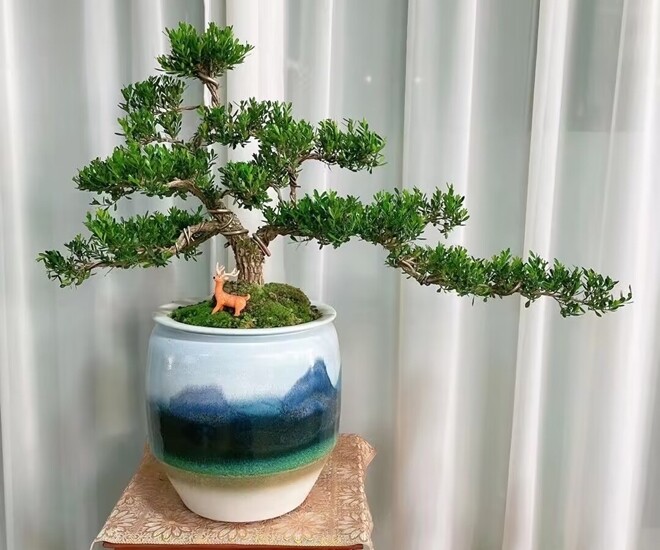 3 cây bonsai sống khỏe hơn 50 năm, càng trồng càng đẹp, giá trị tăng theo thời gian - 1