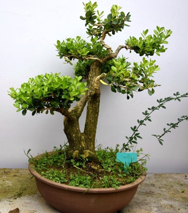 3 cây bonsai sống khỏe hơn 50 năm, càng trồng càng đẹp, giá trị tăng theo thời gian - 2