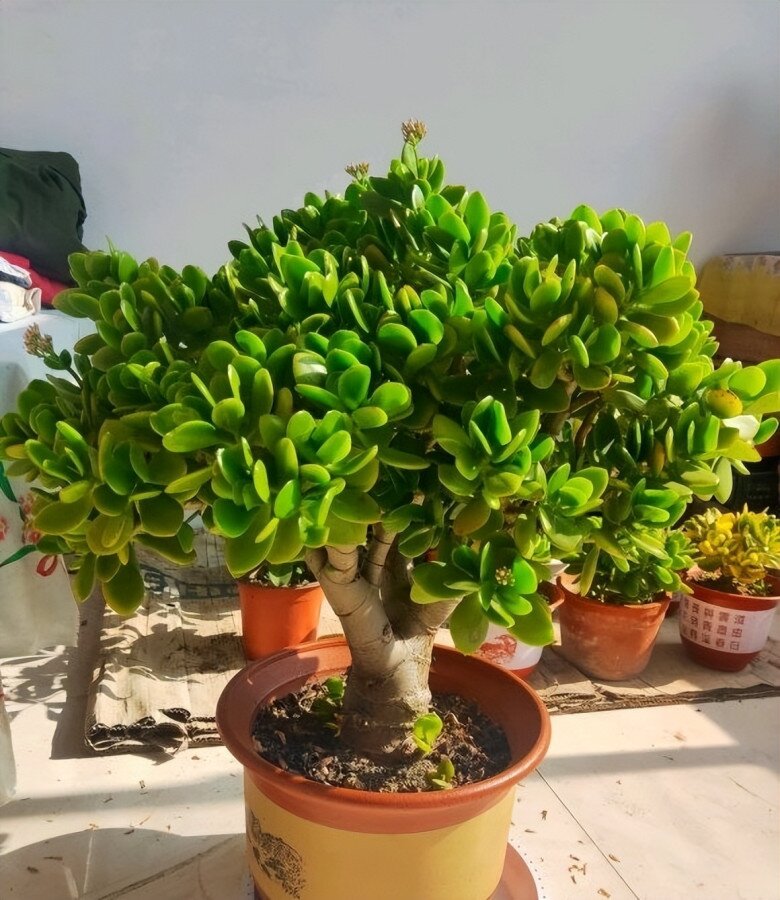 3 cây bonsai sống khỏe hơn 50 năm, càng trồng càng đẹp, giá trị tăng theo thời gian - 3