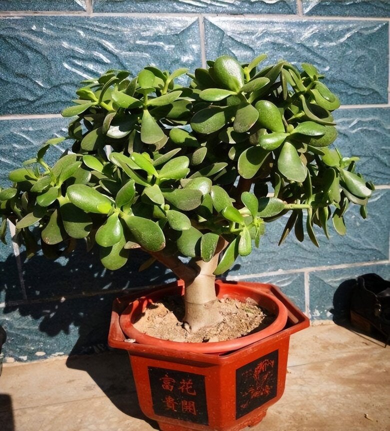 3 cây bonsai sống khỏe hơn 50 năm, càng trồng càng đẹp, giá trị tăng theo thời gian - 4