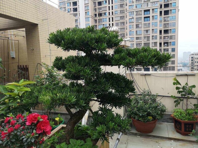 3 cây bonsai sống khỏe hơn 50 năm, càng trồng càng đẹp, giá trị tăng theo thời gian - 5