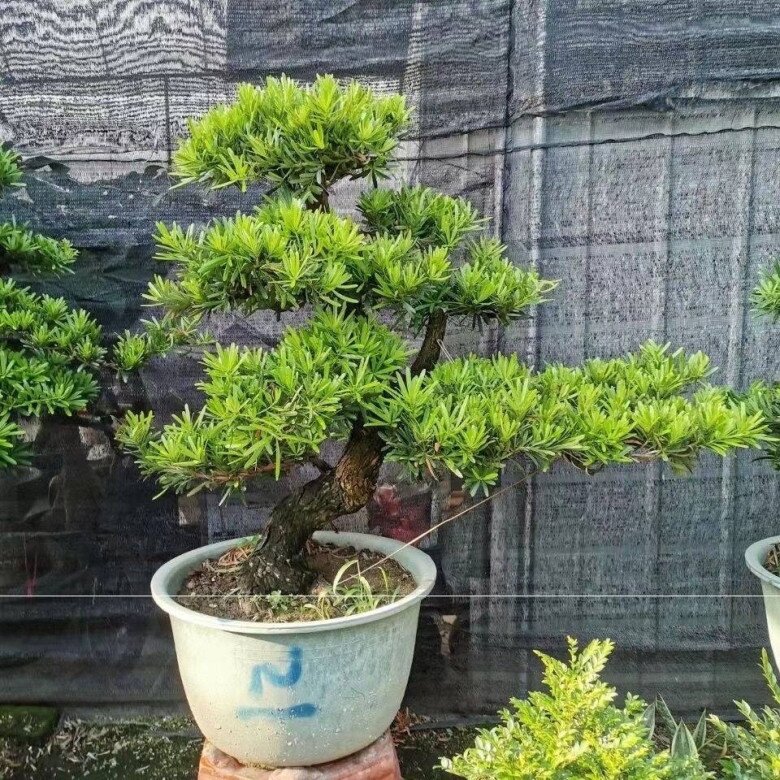 3 cây bonsai sống khỏe hơn 50 năm, càng trồng càng đẹp, giá trị tăng theo thời gian - 6