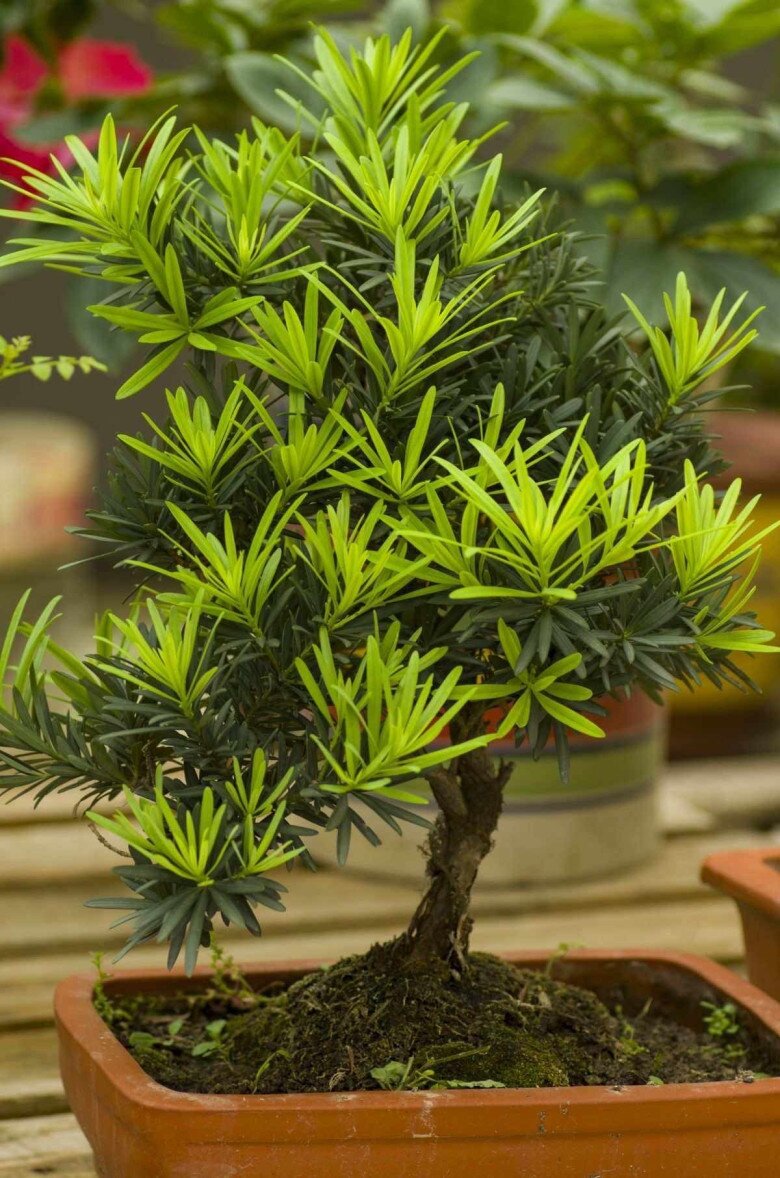 3 cây bonsai sống khỏe hơn 50 năm, càng trồng càng đẹp, giá trị tăng theo thời gian - 7