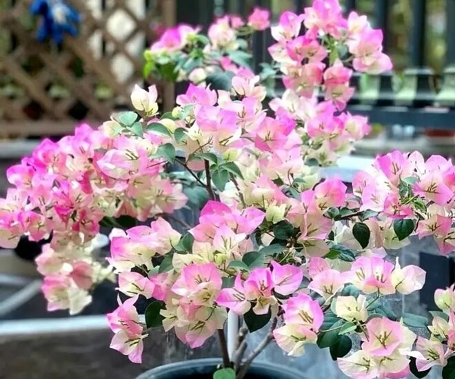 Đừng chỉ tưới nước lã cho hoa giấy! Hãy thêm thứ này vào, cây phát triển khỏe mạnh, nở hoa rực rỡ quanh năm - 1