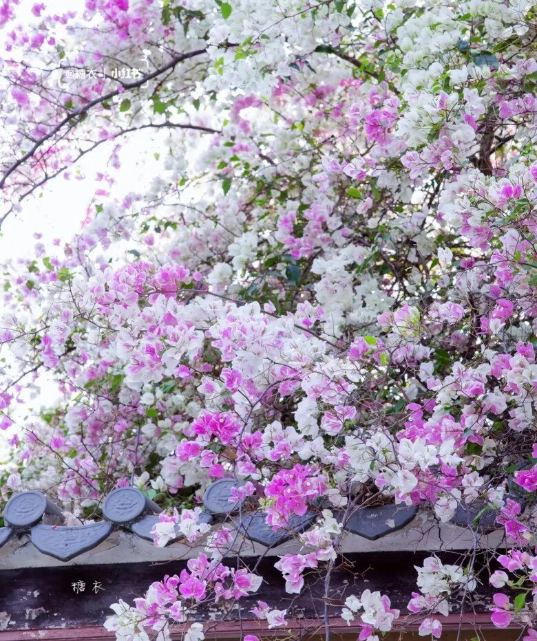 Đừng chỉ tưới nước lã cho hoa giấy! Hãy thêm thứ này vào, cây phát triển khỏe mạnh, nở hoa rực rỡ quanh năm - 6