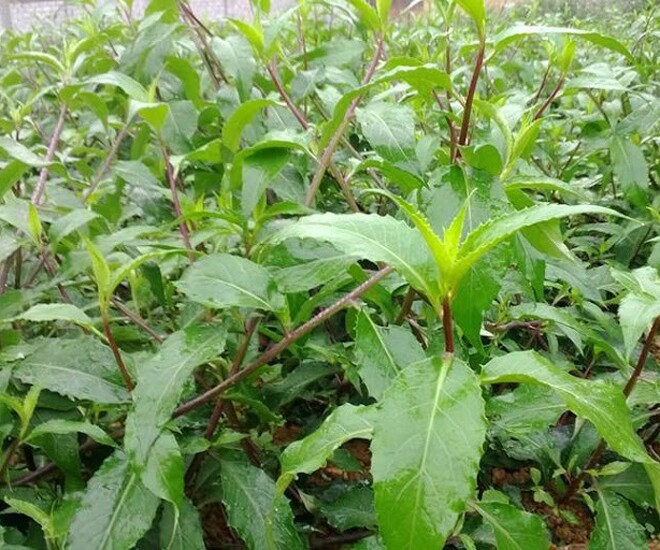 Cây dại mọc bờ rào xưa không ai ngó ngàng nay thành đặc sản, làm món ngon được người thành phố ưa chuộng, 120.000 đồng/kg - 1