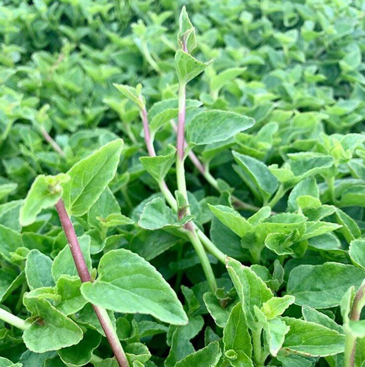 Cây dại mọc bờ rào xưa không ai ngó ngàng nay thành đặc sản, làm món ngon được người thành phố ưa chuộng, 120.000 đồng/kg - 2