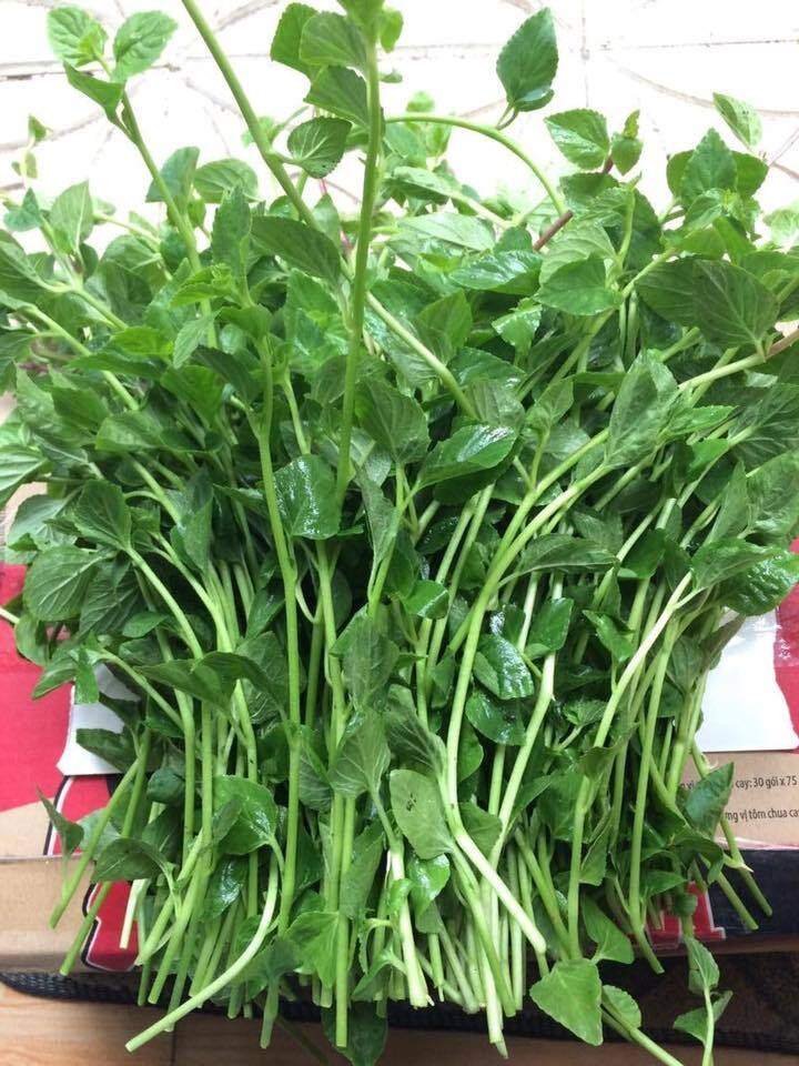 Cây dại mọc bờ rào xưa không ai ngó ngàng nay thành đặc sản, làm món ngon được người thành phố ưa chuộng, 120.000 đồng/kg - 3