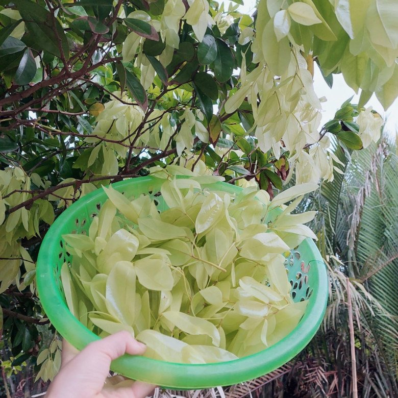 Lá đọt mọt có vị chua thanh, chát nơi đầu lưỡi