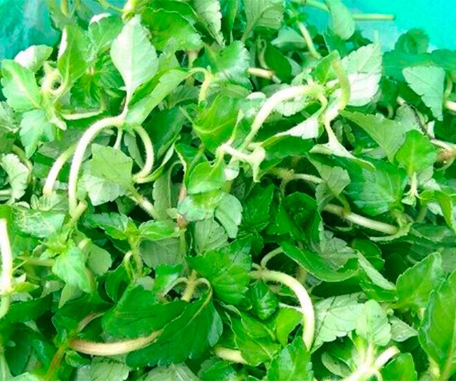 Rau âu là rau rừng tự nhiên nên rất hiếm