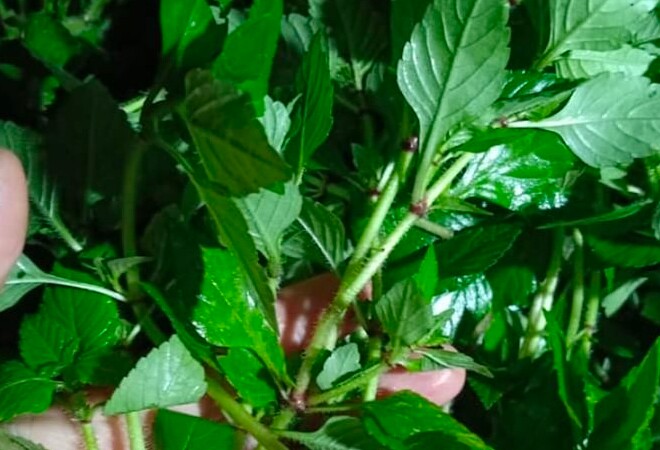 Rau này có mùi thơm đặc trưng và có thể chế biến thành đa dạng các món ăn