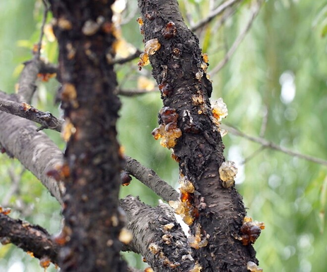 Nhựa đào là chất lỏng tiết ra từ cây đào.