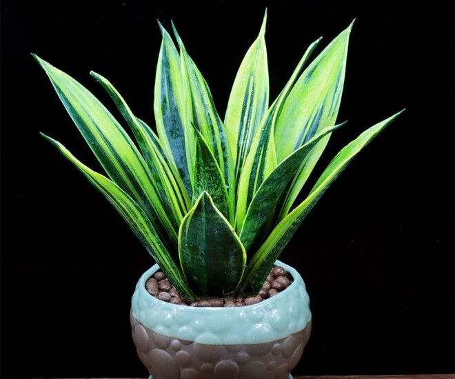 Đừng chỉ tưới nước lã cho cây lưỡi hổ, thêm thứ này vào tưới 1 tháng/lần, lá xanh như ngọc, cây cao tới 2m - 1