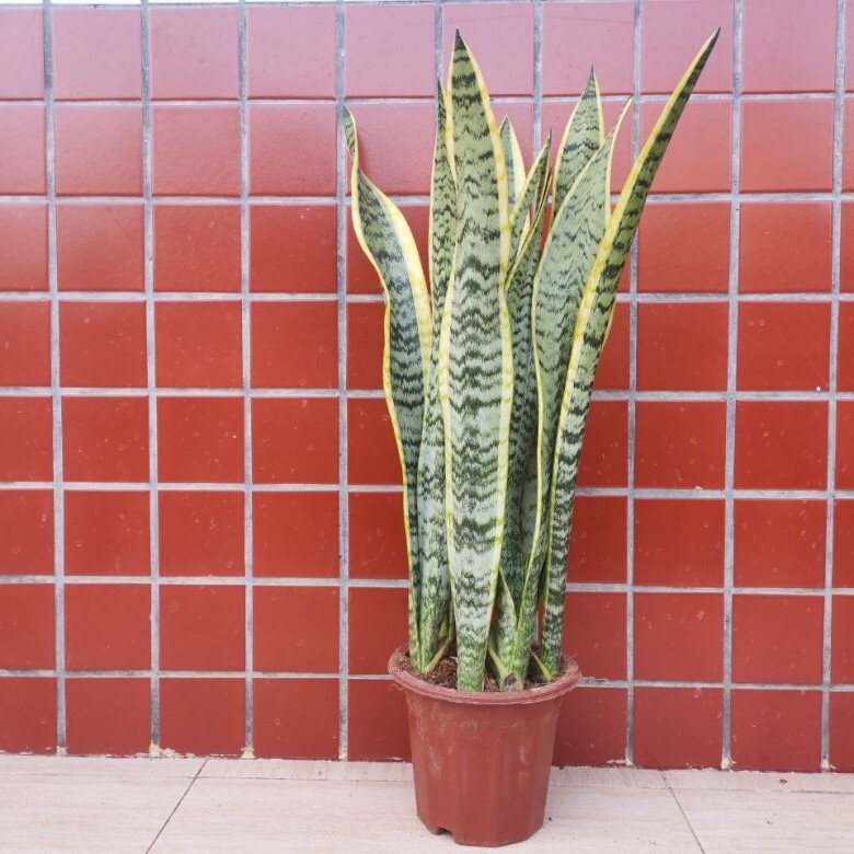 Đừng chỉ tưới nước lã cho cây lưỡi hổ, thêm thứ này vào tưới 1 tháng/lần, lá xanh như ngọc, cây cao tới 2m - 3