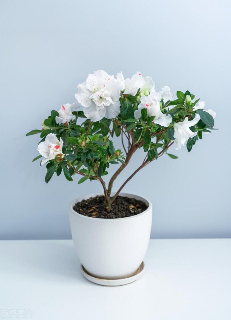 Ngày càng nhiều người không trồng hoa đỗ quyên trong nhà, đây không phải mê tín - 2