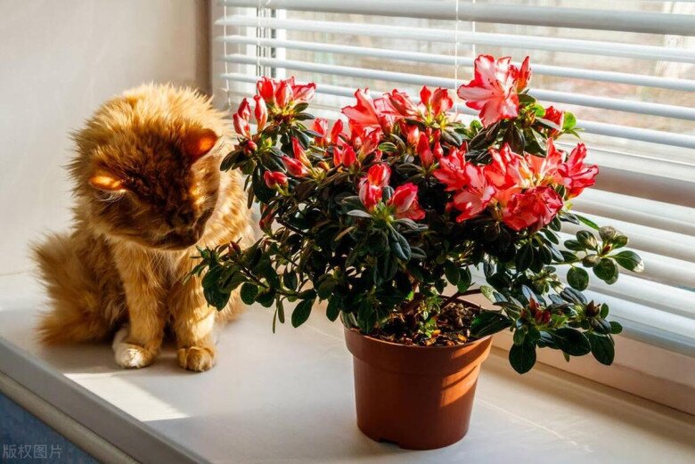 Ngày càng nhiều người không trồng hoa đỗ quyên trong nhà, đây không phải mê tín - 3