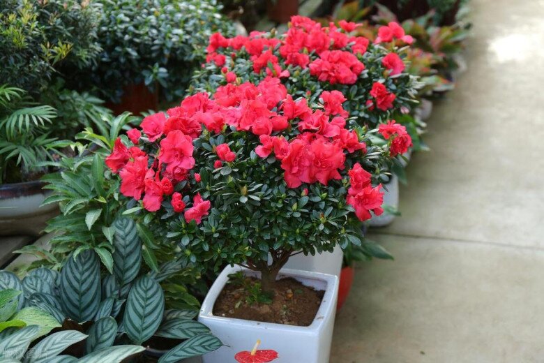 Ngày càng nhiều người không trồng hoa đỗ quyên trong nhà, đây không phải mê tín - 5