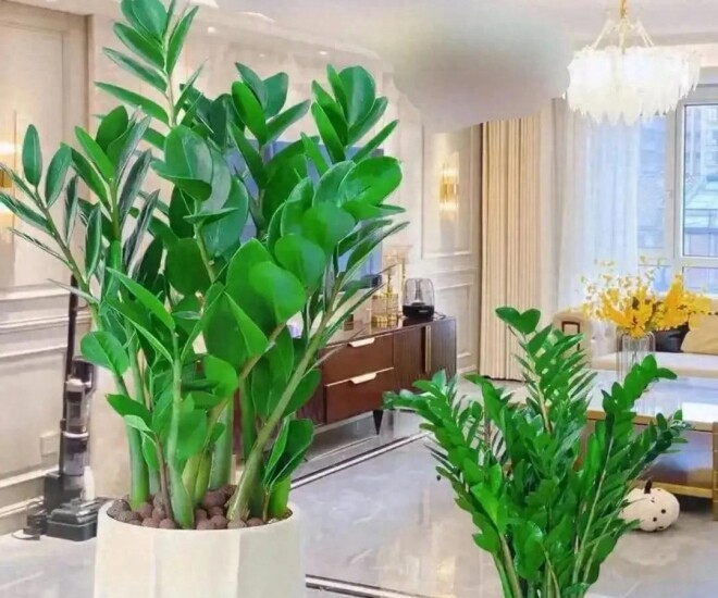 Cây kim tiền rất thích “uống” loại nước này, mỗi tuần một cốc, lá non mọc ào ào, xanh bóng như bôi mỡ - 1