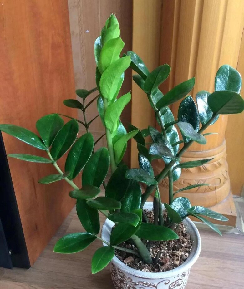 Cây kim tiền rất thích “uống” loại nước này, mỗi tuần một cốc, lá non mọc ào ào, xanh bóng như bôi mỡ - 2