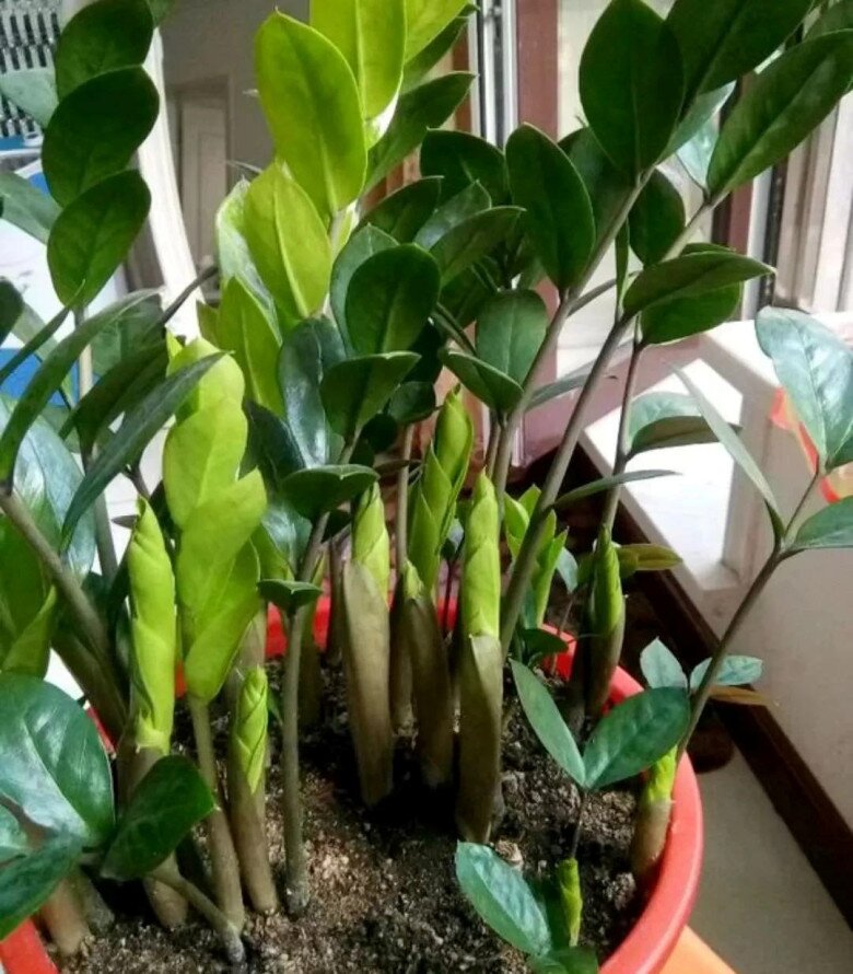 Cây kim tiền rất thích “uống” loại nước này, mỗi tuần một cốc, lá non mọc ào ào, xanh bóng như bôi mỡ - 3