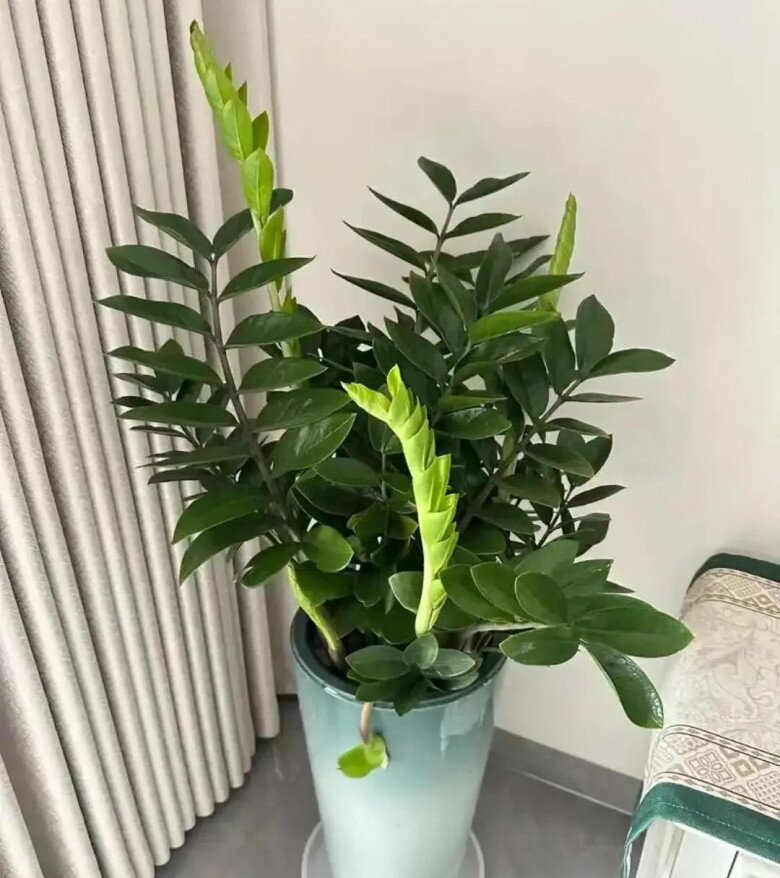 Cây kim tiền rất thích “uống” loại nước này, mỗi tuần một cốc, lá non mọc ào ào, xanh bóng như bôi mỡ - 4