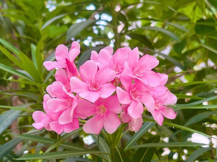 Người thông minh sẽ không trồng 3 loại hoa này trong nhà, dù hoa nở rất đẹp, nâng tầm thẩm mỹ không gian sống - 2